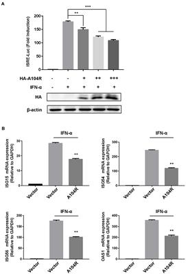 African swine fever virus pA104R protein acts as a suppressor of type I interferon signaling